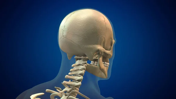 Ludzka Czaszka Anatomia Tło Medyczne — Zdjęcie stockowe