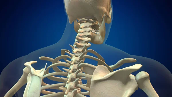 骨格人間の脊椎と椎骨列 — ストック写真