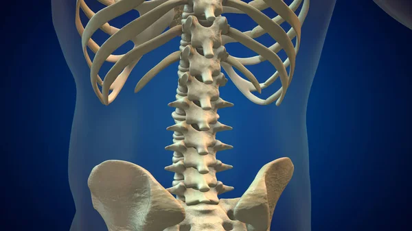 骨格人間の脊椎と椎骨列 — ストック写真