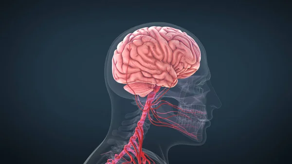 Concepto Médico Del Cerebro Humano — Foto de Stock