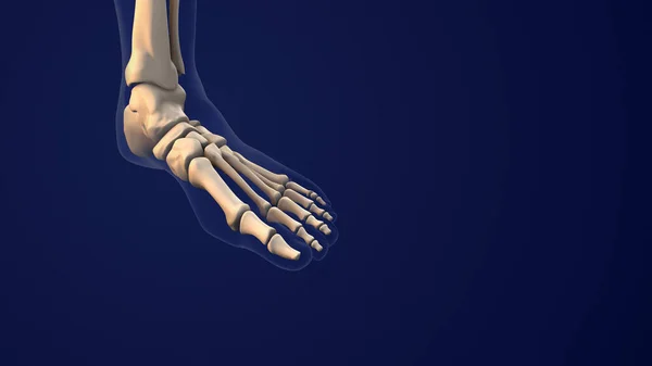 人間の足の骨格系は — ストック写真