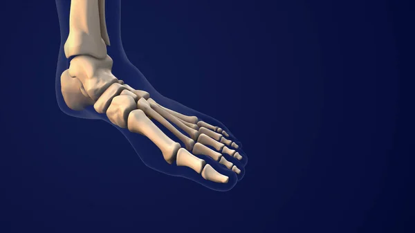人間の足の骨格系は — ストック写真