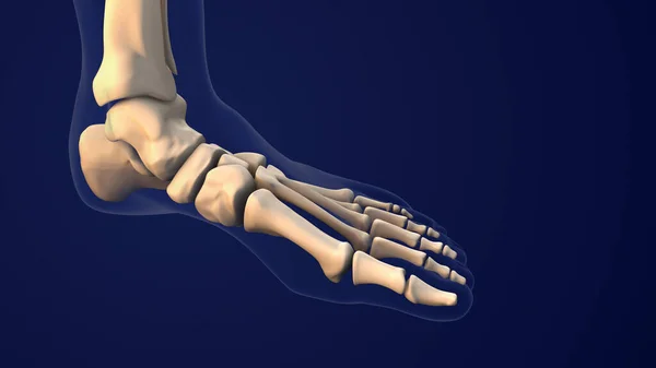 人类脚的骨骼系统 — 图库照片
