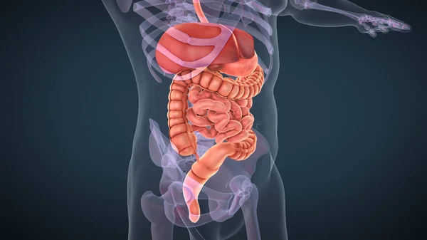 Insan Sindirim Sistemi Anatomisi — Stok fotoğraf