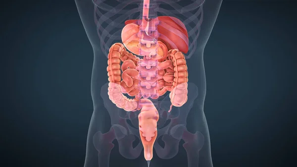 Анатомия Пищеварительной Системы Человека — стоковое фото