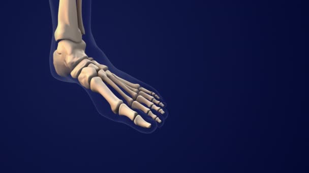 Skeletal System Human Foot — Stock Video