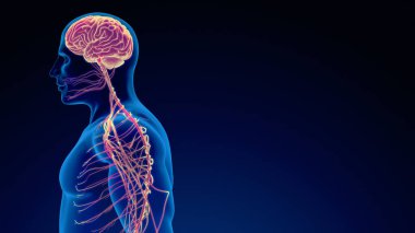 İnsan sinir sistemi tıbbi geçmişi