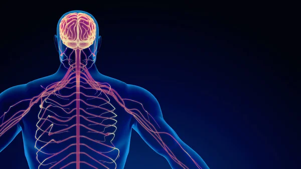 Système Nerveux Humain Antécédents Médicaux — Photo
