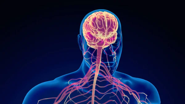 Medizinischer Hintergrund Des Menschlichen Nervensystems — Stockfoto
