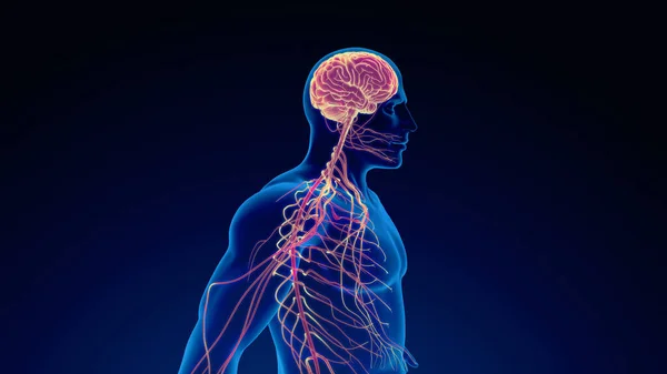 Sistema Nervioso Humano Antecedentes Médicos — Foto de Stock