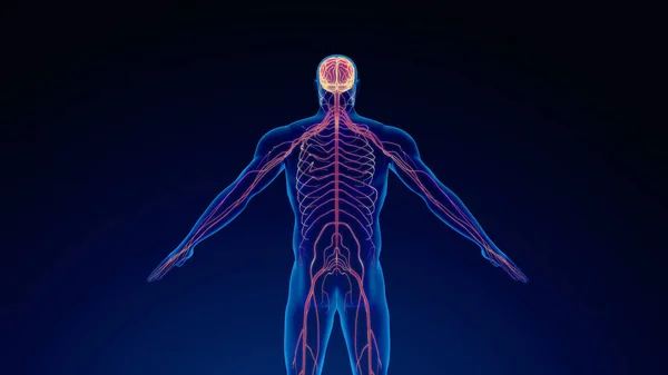 Human Nervous System Medical Background — Stock Photo, Image