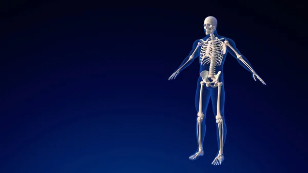 Anatomia Crânio Humano Fundo Médico — Fotografia de Stock