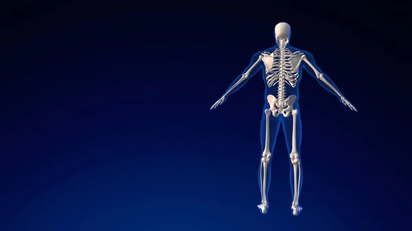 Nsan Kafatası Anatomisi Tıbbi Geçmişi — Stok fotoğraf