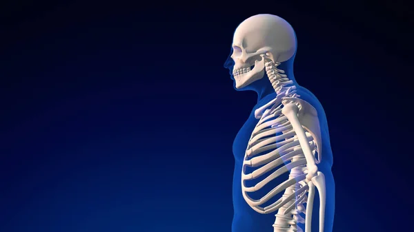 Human Skull Anatomy Medical Background — Stock Photo, Image