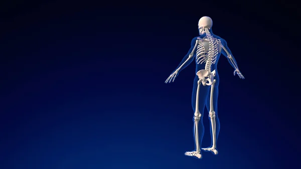Mänsklig Skalle Anatomi Medicinsk Bakgrund — Stockfoto