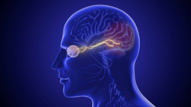 Optik sinir ve onun beyne olan görsel bağlantısı 3 boyutlu illüstrasyon.