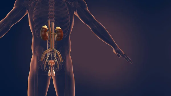 Mannelijk Urine Voortplantingssysteem Illustratie — Stockfoto