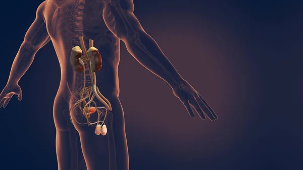 Mannelijk Urine Voortplantingssysteem Illustratie — Stockfoto