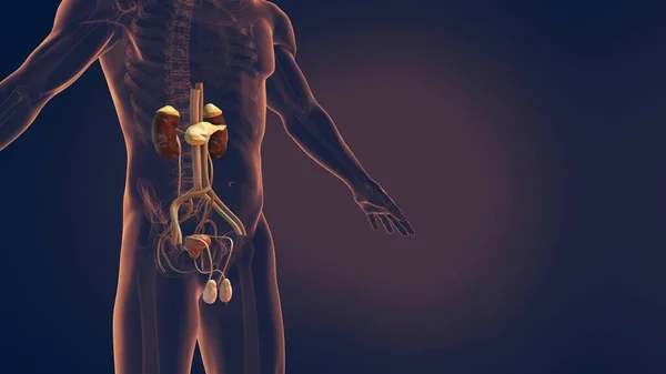男性尿生殖器系 3Dイラスト — ストック写真
