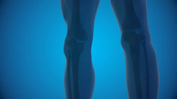Human knee anatomy 3D illustration