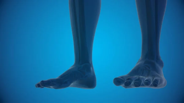 Human foot anatomy 3d illustration