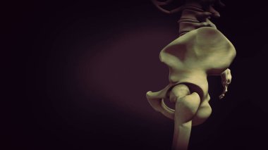 Pelvis veya pelvik korse medikal 3D illüstrasyon