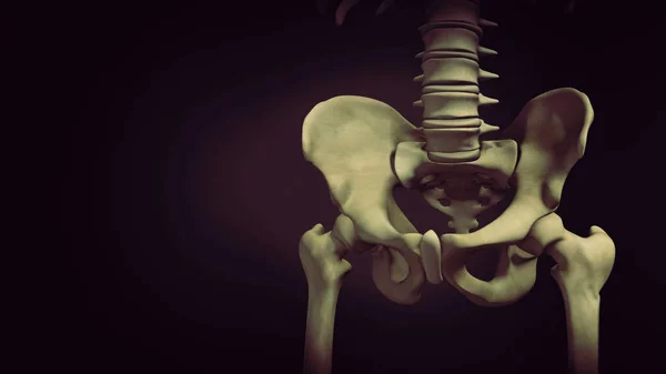 骨盤や骨盤の女の子医療3Dイラスト — ストック写真