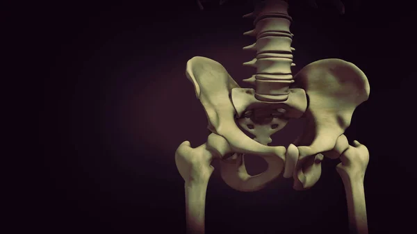 骨盤や骨盤の女の子医療3Dイラスト — ストック写真