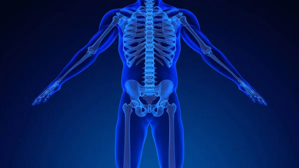 Anatomia Esqueleto Humano Fundo Médico — Fotografia de Stock