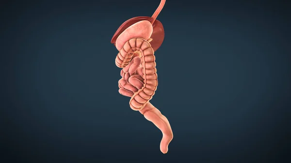 Anatomy Human Digestive System — Stock Photo, Image