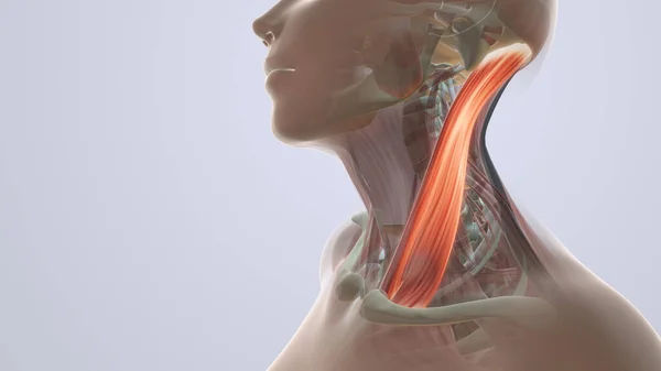 Anatomie Douleur Musculaire Cou — Photo