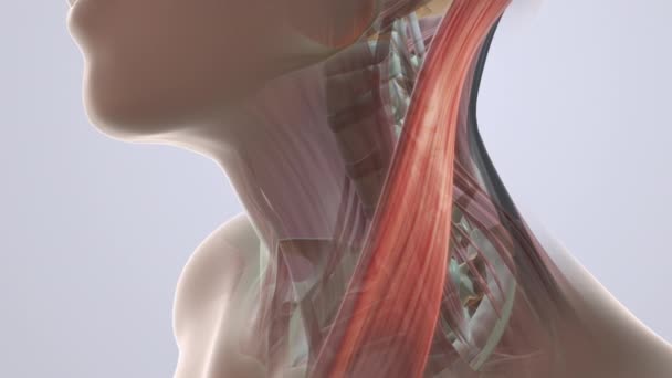 Anatomia Bólu Mięśni Szyi — Wideo stockowe