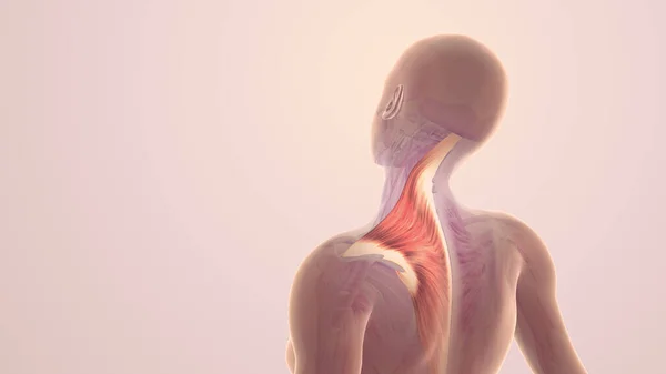 Dor Ombro Músculo Trapézio — Fotografia de Stock