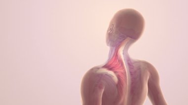 Omuz ve trapezius kas ağrısı.