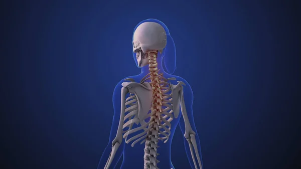 Nackenschmerzen Oder Nackenfunktionsstörungen — Stockfoto