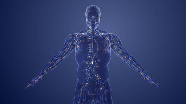 3d Anatomy of human lymphatic system