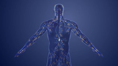 3d Anatomy of human lymphatic system