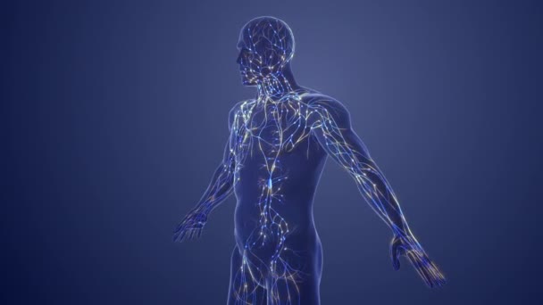 Anatomy Human Lymphatic System — стоковое видео