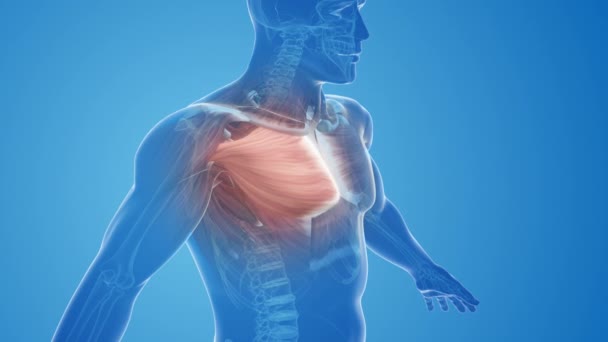 Anatomie Une Tension Pectorale Muscle Thoracique — Video
