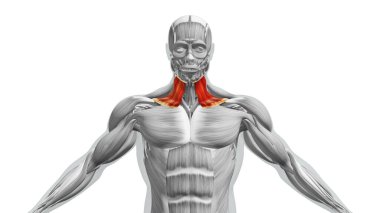 Sternokleidomastoid Kas Anatomisi