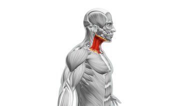 Sternokleidomastoid Kas Anatomisi