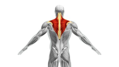 Trapezius Kaslarının Anatomisi