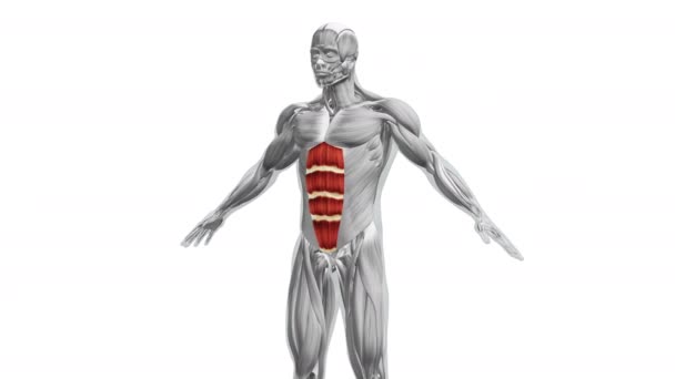 Anatomy Abdominal Muscles — Stock Video
