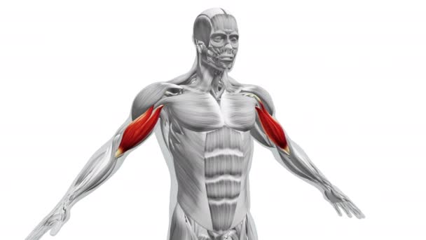 Anatomia Mușchilor Biceps — Videoclip de stoc