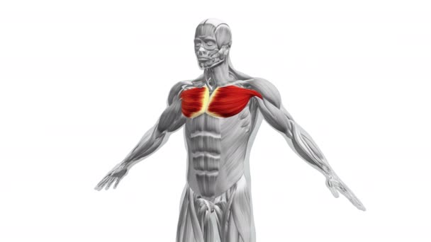 Anatomia Dos Músculos Peitorais Maiores Menores — Vídeo de Stock