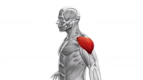 Anatomía Los Músculos Deltoides — Vídeos de Stock