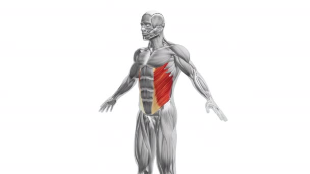 Anatomia Dei Muscoli Esterni Obliqui — Video Stock