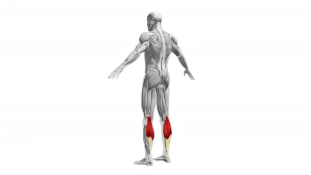 Anatomía Los Músculos Gastrocnemio — Vídeos de Stock