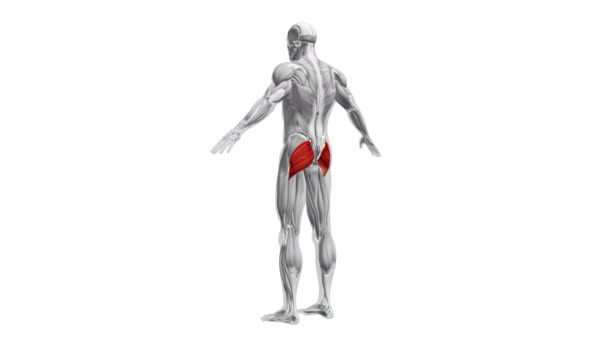 Anatomía Los Músculos Del Glúteo Máximo — Vídeos de Stock