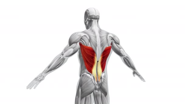 Anatomia Dei Muscoli Latissimus Dorsi — Video Stock